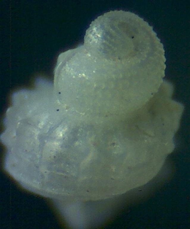 Una bonita protoconcha  ?